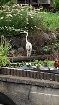 近所にいたのですが この鳥はなんでしょうか よろしくお Yahoo 知恵袋