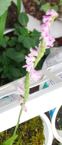 この花の名前を教えてください ラン科のネジバナですね Yahoo 知恵袋