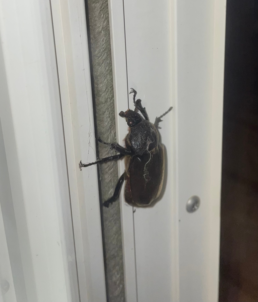 家の窓の外にいました この虫はなんでしょうか カブトムシ系の Yahoo 知恵袋