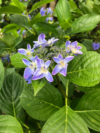 友人のお宅から アジサイを頂き 挿し木で育てています ネットで調べてみ Yahoo 知恵袋