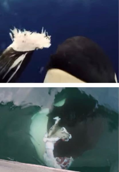 野生のシャチは人間に自分の餌を分けてくれる シャチの動画を見てい Yahoo 知恵袋