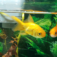 金魚のお腹が四角く膨らんでいます 何が原因なのでしょうか プ Yahoo 知恵袋