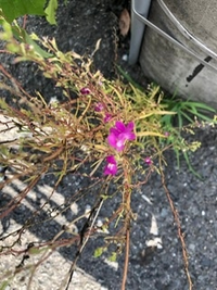 道端で見つけました この花の名前を教えてください よろしくお Yahoo 知恵袋