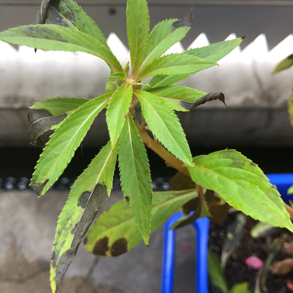 ホウセンカの病気 子供が学校で育てていたホウセンカを持ち帰ってきました Yahoo 知恵袋