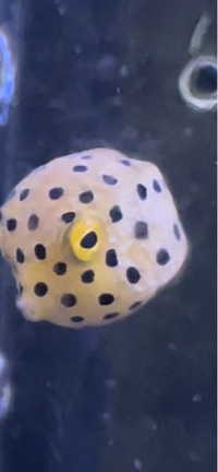 ミナミハコフグの稚魚ですが餌はよく食べますが体に半透明の様な Yahoo 知恵袋