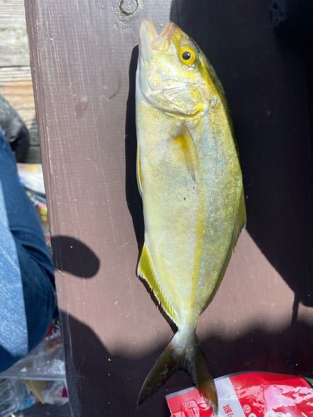 この魚は何でしょうか カンパチだね今時期からこのくらいのサイズよ Yahoo 知恵袋