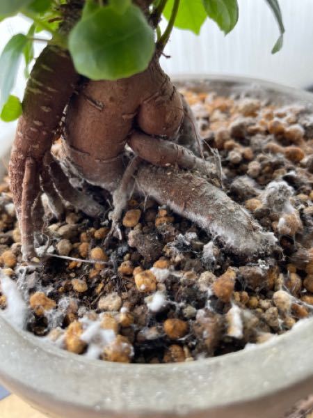 助けてください！ - 室内で育てているガジュマルの根元に写真のように