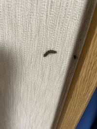 家の２階の屋根付近にいるヤネホソバという毛虫を駆除したいので Yahoo 知恵袋
