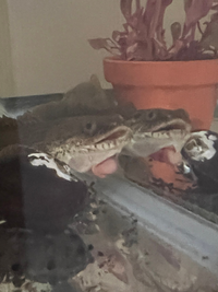 マングローブの流木を淡水の水槽レイアウトに使いたいのですが アク抜き 殺 Yahoo 知恵袋