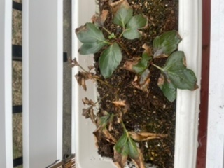 5月頃に苗を分けてもらって植えたのですが 最近 葉っぱが茶色 Yahoo 知恵袋