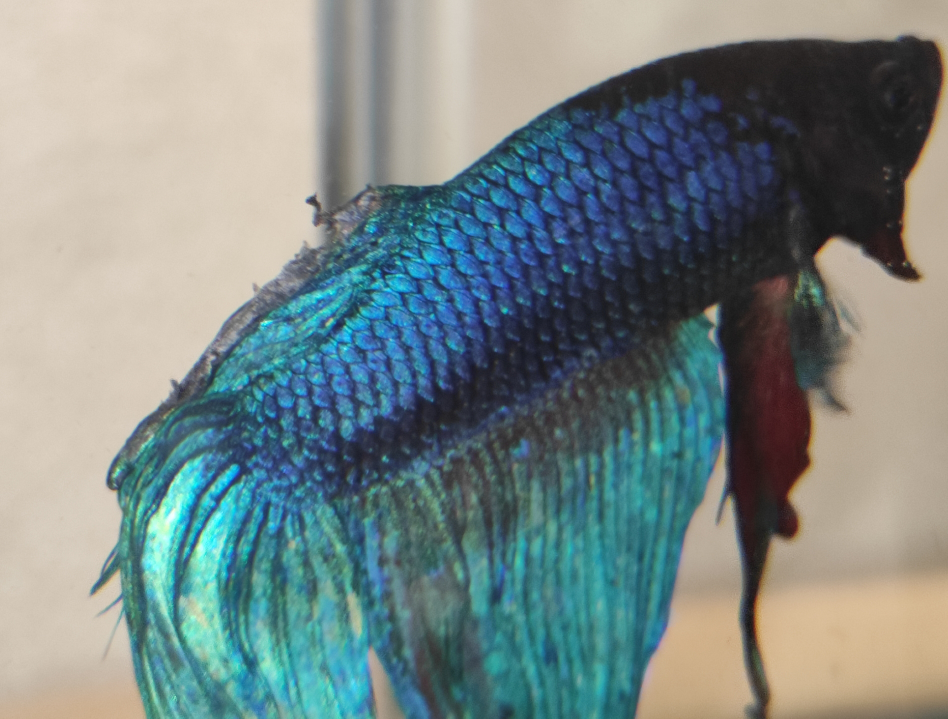 ベタの背鰭が毛羽立っていて色が抜けています何かの病気なのでしょうか Yahoo 知恵袋