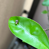 ワンピース で独特な笑い方をするキャラを教えて下さい シキ ジ Yahoo 知恵袋