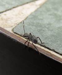 今朝外で休んでいると 足元に トゲシラホシカメムシかと思われる虫と 目 Yahoo 知恵袋