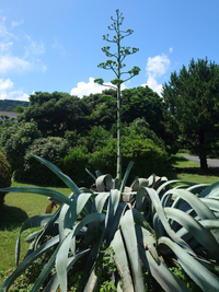 今年は何十年に一度花が咲くと言われているリュウゼツラン アガベ の花が至ると Yahoo 知恵袋