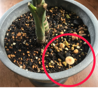 このキノコは何の種類でしょうか 観葉植物 テーブルヤシ Yahoo 知恵袋