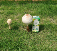 突然家の目の前の芝生に生えてきたキノコなのですが3日くらいで Yahoo 知恵袋