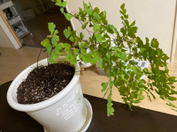 アジアンタムを上手に育てる方法を教えて下さい 観葉植物が大好きで 自宅の Yahoo 知恵袋