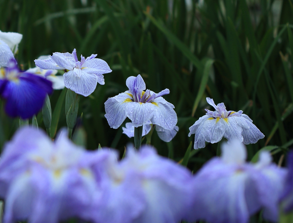あやめ しょうぶ カキツバタの区別が分かりません この写真は Yahoo 知恵袋
