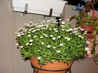 去年は近所の グッデイ や ナフコ でこの花の苗を購入したの Yahoo 知恵袋