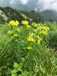 花の名前を教えてください 7月下旬 山で撮りました よろしく Yahoo 知恵袋