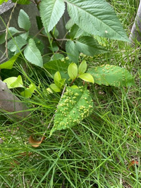 植物の葉 ヌルデ がこの様にブツブツなのは何が原因なのでしょうか Yahoo 知恵袋