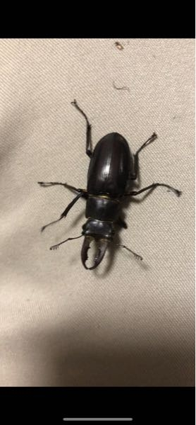 生物 動物 植物 回答受付中の質問 Yahoo 知恵袋