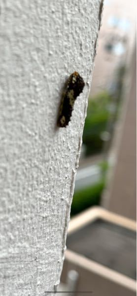 こちらは何の幼虫ですか？？ベランダにおもむろに居たのですが。 突くとオレンジの短い触角をだすのでアゲハ？それとも蛾？ お願いします。 写真がピンぼけで申し訳ないです。