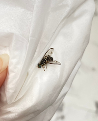 至急 写真付き 家の一部屋の寝室のみにハエの様な虫が数匹突然現れて Yahoo 知恵袋