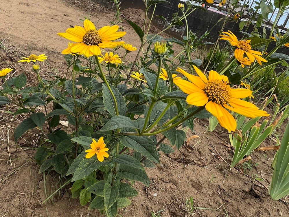 ５月の低山にあった植物です 花は白いのかピンクなのかよく分かりません Yahoo 知恵袋