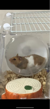 この大きさのゴールデンハムスターにサイレントホイール17は小さいでし Yahoo 知恵袋