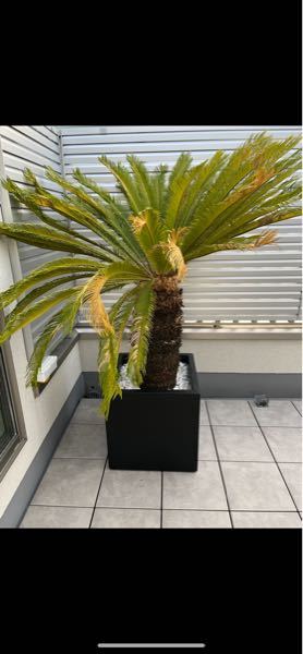 植物に詳しい方！助けて下さい！1カ月前に買ってきたソテツが 