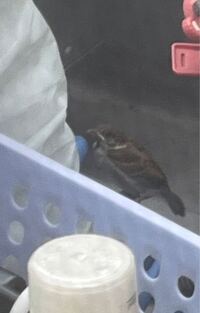 スズメが家のベランダに居座っていて たまに歩いたりはするのですが中々飛 Yahoo 知恵袋