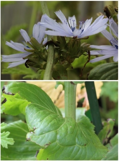 この花の名前を教えて下さい ムラサキニガナ チコリ だと思い Yahoo 知恵袋