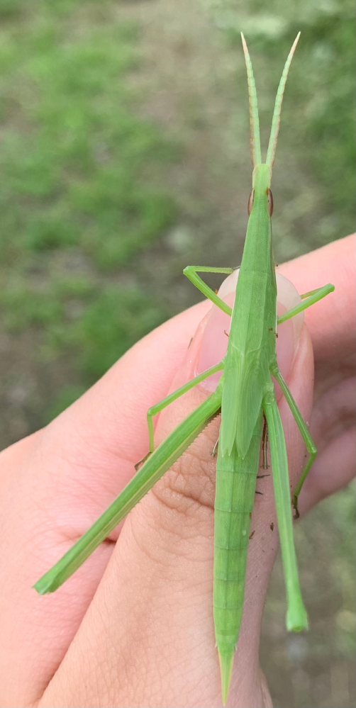 これはショウリョウバッタの幼虫ですか 成虫ですか Yahoo 知恵袋