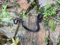 ヘビの黒化個体について。

先日、黒い蛇を見つけました。シマヘビ（カラスヘビ）かと思ったのですが、頭は正三角形でした。ただ、マムシにしては少し細い気がします。 写真を撮っていたら、飛びかかってきて、そのまま逃げていきました。
見つけた場所は東海地方です。

この蛇は何ヘビだったのでしょうか？
蛇の黒化個体の見分け方はあるのでしょうか？

爬虫類に詳しい方、ご回答よろしくお願い...