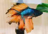 ベタのヒレがボロボロ 初めて魚を飼うので判断がつきません これは Yahoo 知恵袋