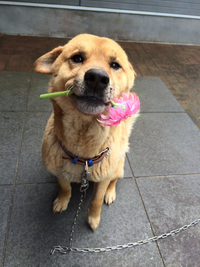 散歩中に狂ったような吠えてるトイプードルを見かけました 犬であそこま Yahoo 知恵袋
