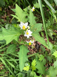 この花の名前を教えてください ワルナスビに見えます Ht Yahoo 知恵袋