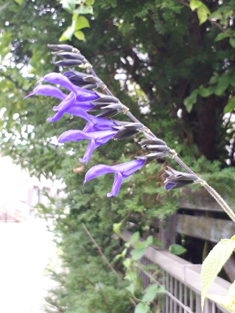 杉苔を植える時期はいつ頃がベストなのでしょうか スギゴケの植え Yahoo 知恵袋
