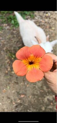 この花はなんという名前の植物ですか ツルっぽい枝で高いところにい Yahoo 知恵袋