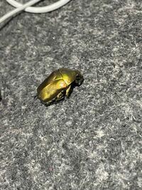 これはカナブンですか 頭が四角く出っ張っていて 体が全 Yahoo 知恵袋