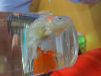 飼っていた金魚が本日亡くなりました 金魚がなくなった原因を調べるため金 Yahoo 知恵袋