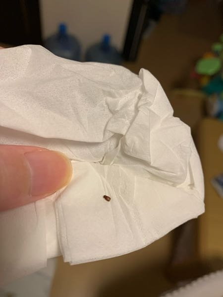 これは何の虫でしょうか？家にいました。ティッシュで潰してしま