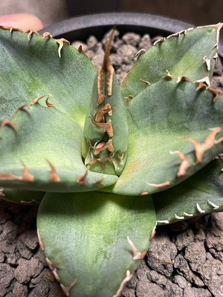 アガベチタノタについてですが 3週間前に植え替えしてから成長 Yahoo 知恵袋