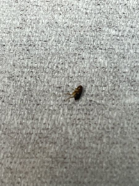 これはノミですかダニですかふわふわカーペット掃除してたら歩いてました Yahoo 知恵袋