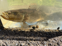 写真の魚は 海に近く 淡水 ちょい汽水くらいの池で捕まえたも Yahoo 知恵袋