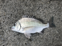 沖縄で釣れましたちぬですか Yahoo 知恵袋
