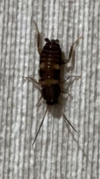 閲覧注意 これはゴキブリの子供ですか 閲覧注意 これはゴキブリの子 Yahoo 知恵袋