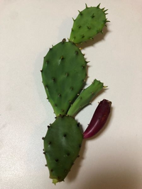 ウチワサボテンの実で 食べられる物があると聞きました でもそのサボテンの Yahoo 知恵袋