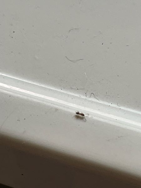 自宅の洗面台に2ミリ位の小さな蟻が出るようになりました。 色々、殺虫剤が有ると思いますが、効果的な撃退法が有ったら、教えて頂けるとたすかります。
